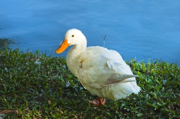 duck, feather, poultry, water, lake, waterfowl, animal, wing