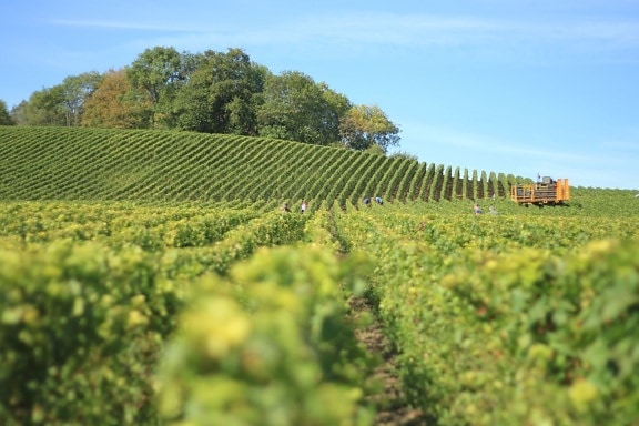 zemědělství, venkov, vinice, pole plodin