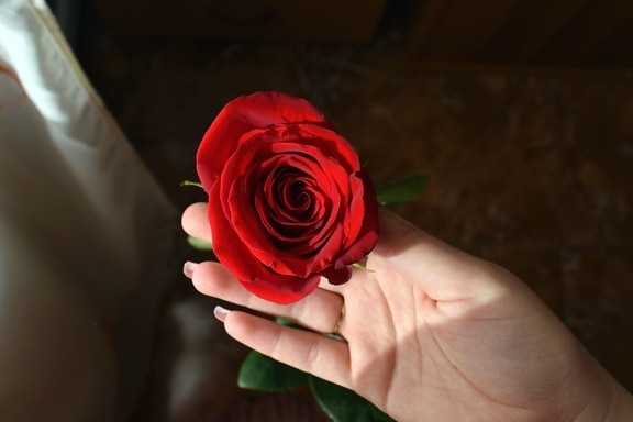 rode roos, menselijke hand, romantische, bloeien, bloeiende, mooi