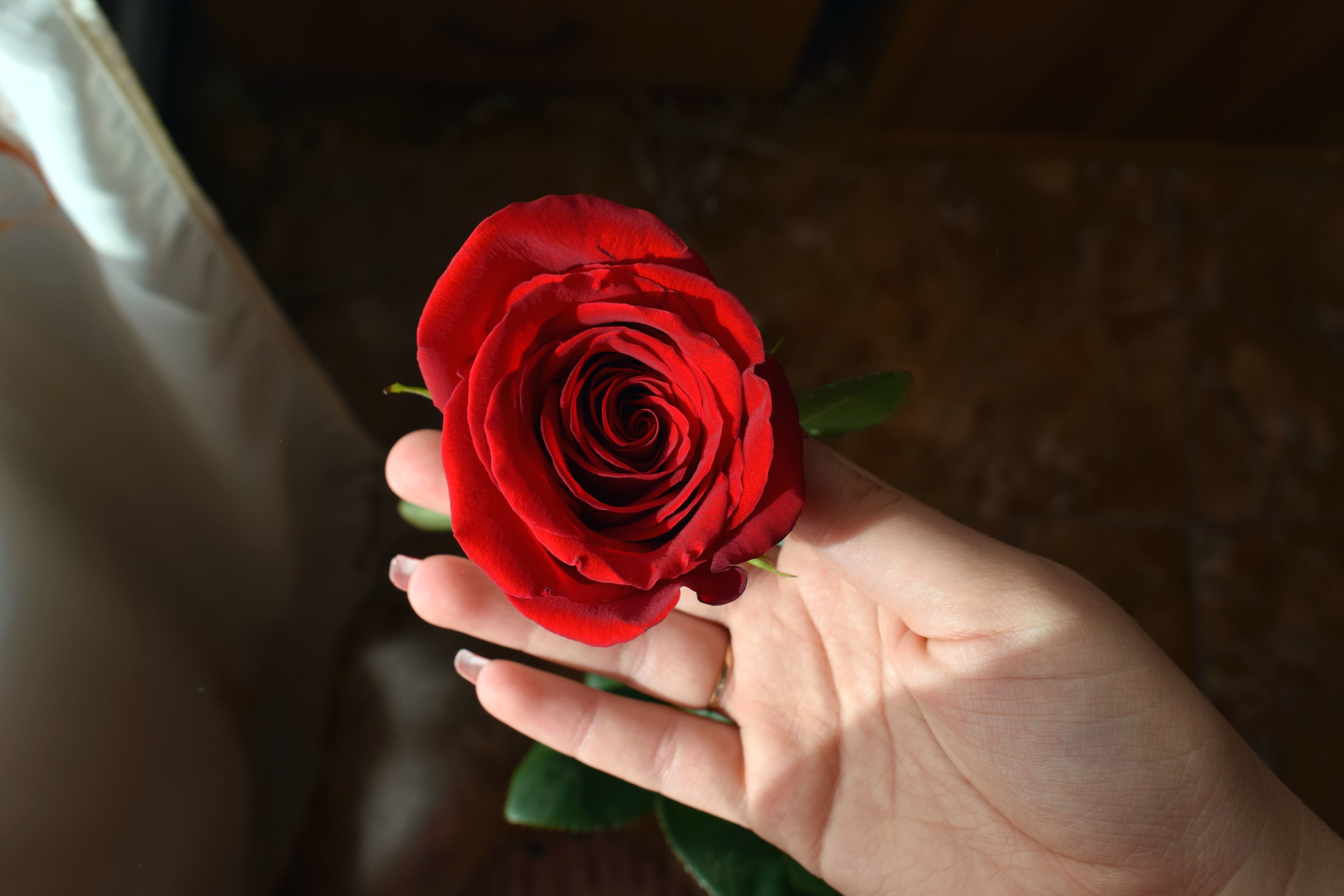 Image libre: rose rouge, main humaine, romantique, fleur, floraison, belle