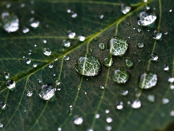 叶子, 植物, 雨滴, 水, 露水, 绿色