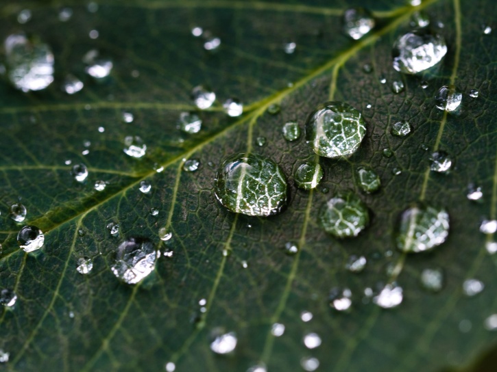 leaf, plant, raindrops, water, dew, green