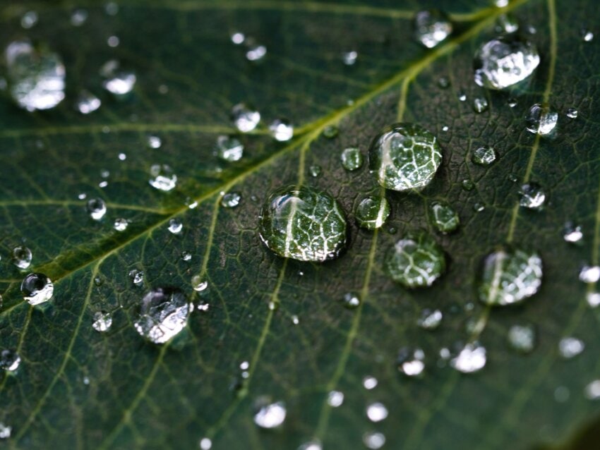 Free Picture Leaf Plant Raindrops Water Dew Green