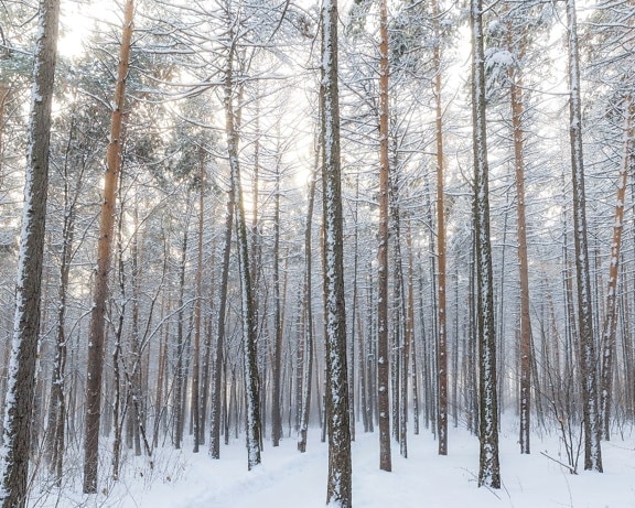 冬天, 树林, 森林, 雪, 树木