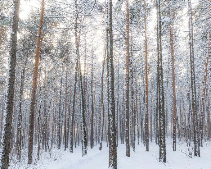 winter, woods, forest, snow, trees