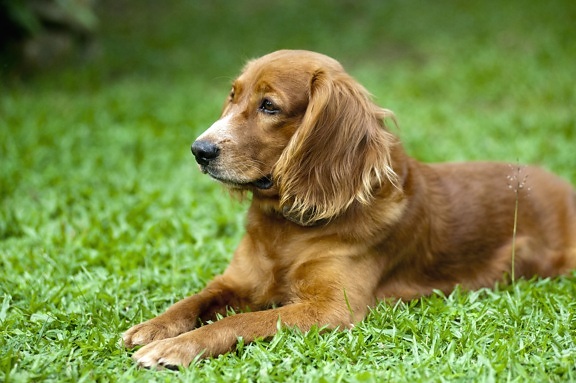 귀여운 강아지, 개, 녹색 잔디, 젊은