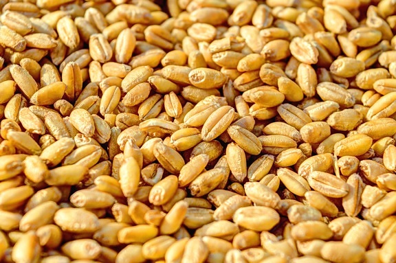 grains, les grains, les semences, le blé