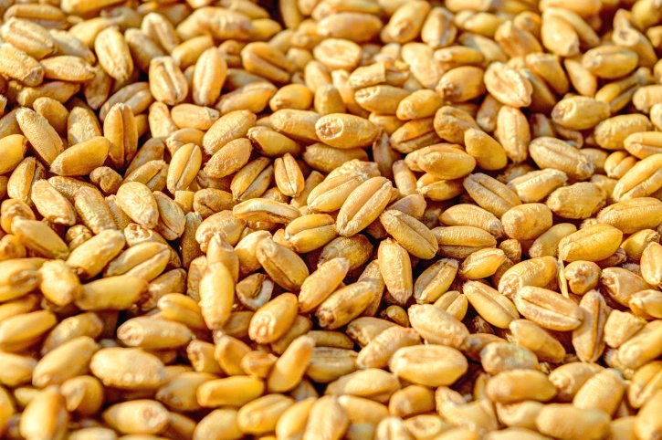 grãos, sementes, semente, trigo