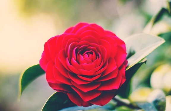 Rose, blomst, rød, natur, hage