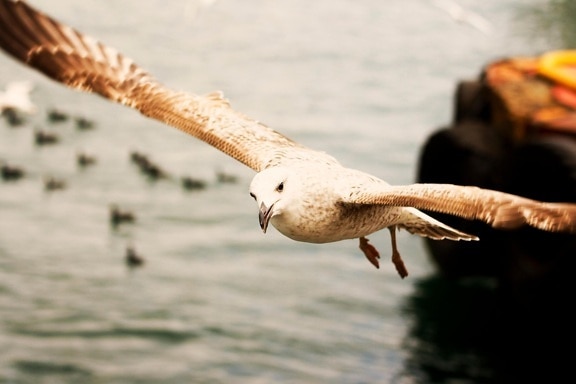 seagull, bird, flying, water, sea, birds, sky