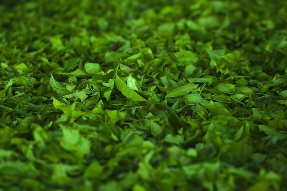Зеленая трава, трава, природа, зеленый чай, растения, Сад, лето