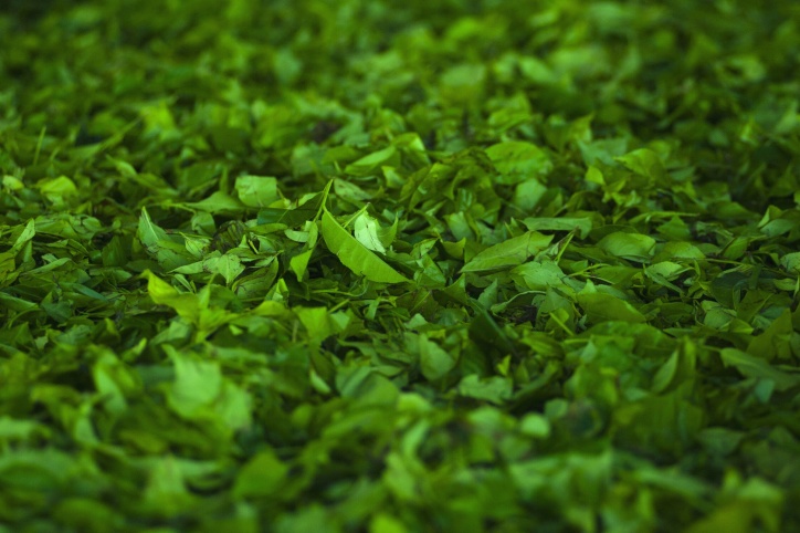 зелена трева, трева, природа, зелен чай, растения, Градина, лятна