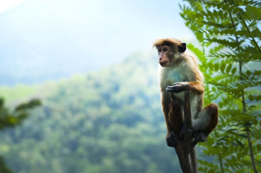 フリー写真画像: 動物、エキゾチックな熱帯雨林、猿、野生動物、木、熱帯