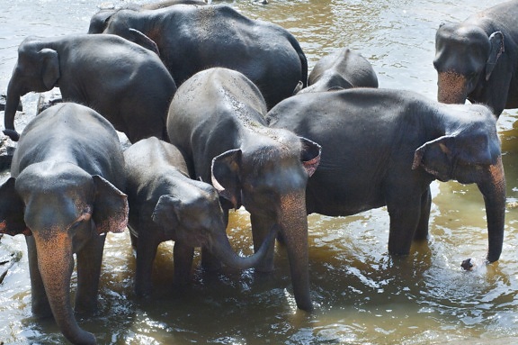 слонове, група, стадо, Африка, кал, езеро
