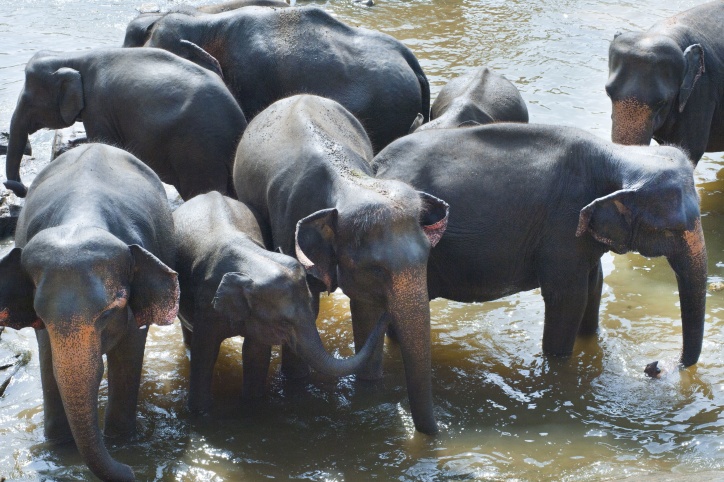 elephants, group, herd, Africa, mud, lake