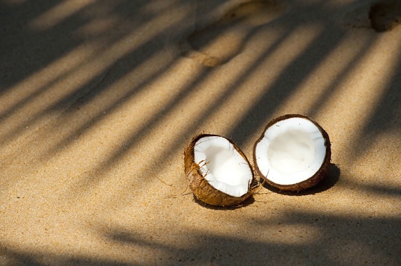beach, coconut, sand, seashore, shadow