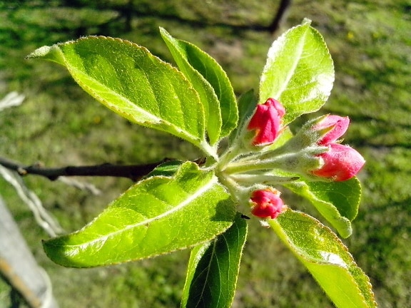 æbletræ, grønne blade, blomster, blomsterknop, haven, forår tid