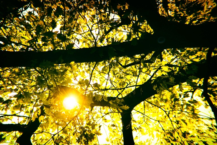 léto, Les, stromy, listy, slunečnímu záření, slunce