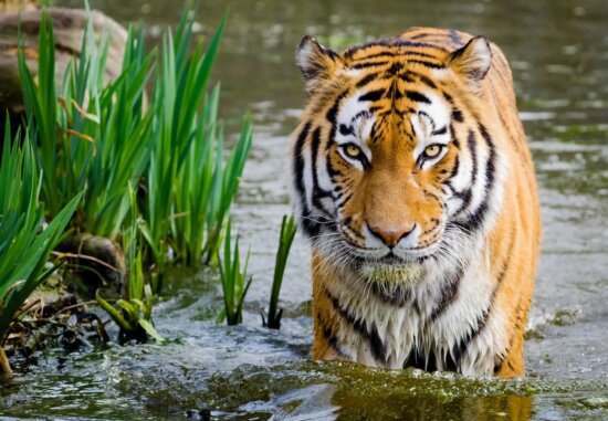 tiger, wildlife, nature, water, predator, portrait