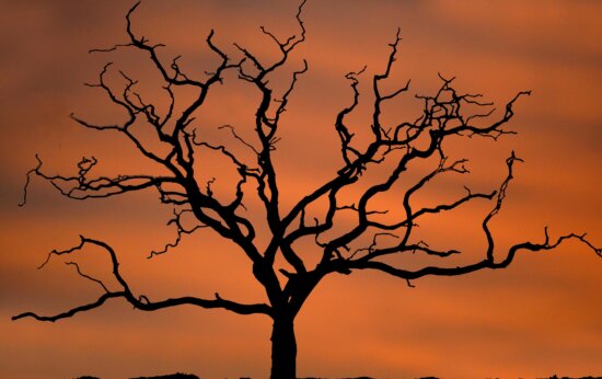 tree, alone, dusk, autumn, branches, silhouette