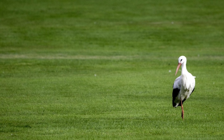 Cicogna bianca, uccello, campo, erba verde