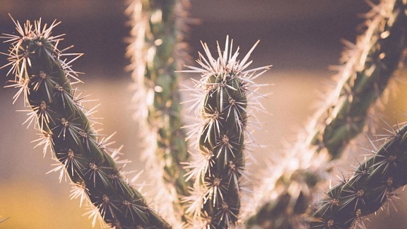 desert plant, wild west, Texas, cactus, nature, thorns