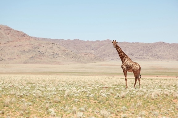girafe, herbe, prairie, l'Afrique, la faune, Safari