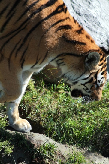Tiger, stor kat, pels, safari, striber, kødædende, rovdyr