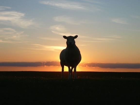 ovejas, silueta, cielo, puesta del sol