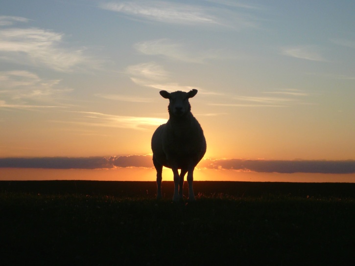 羊、シルエット、空、夕日