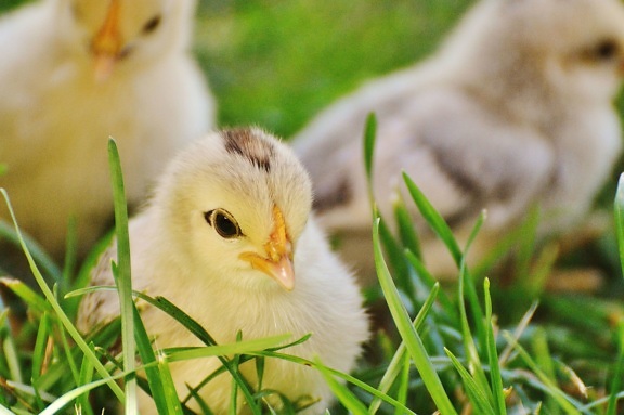 animal, baby, bird, chicks, grass