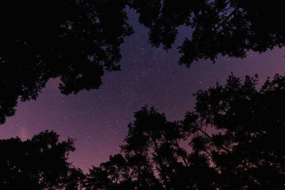 cielo, estrellas, árboles, oscuro, noche, al aire libre, silueta