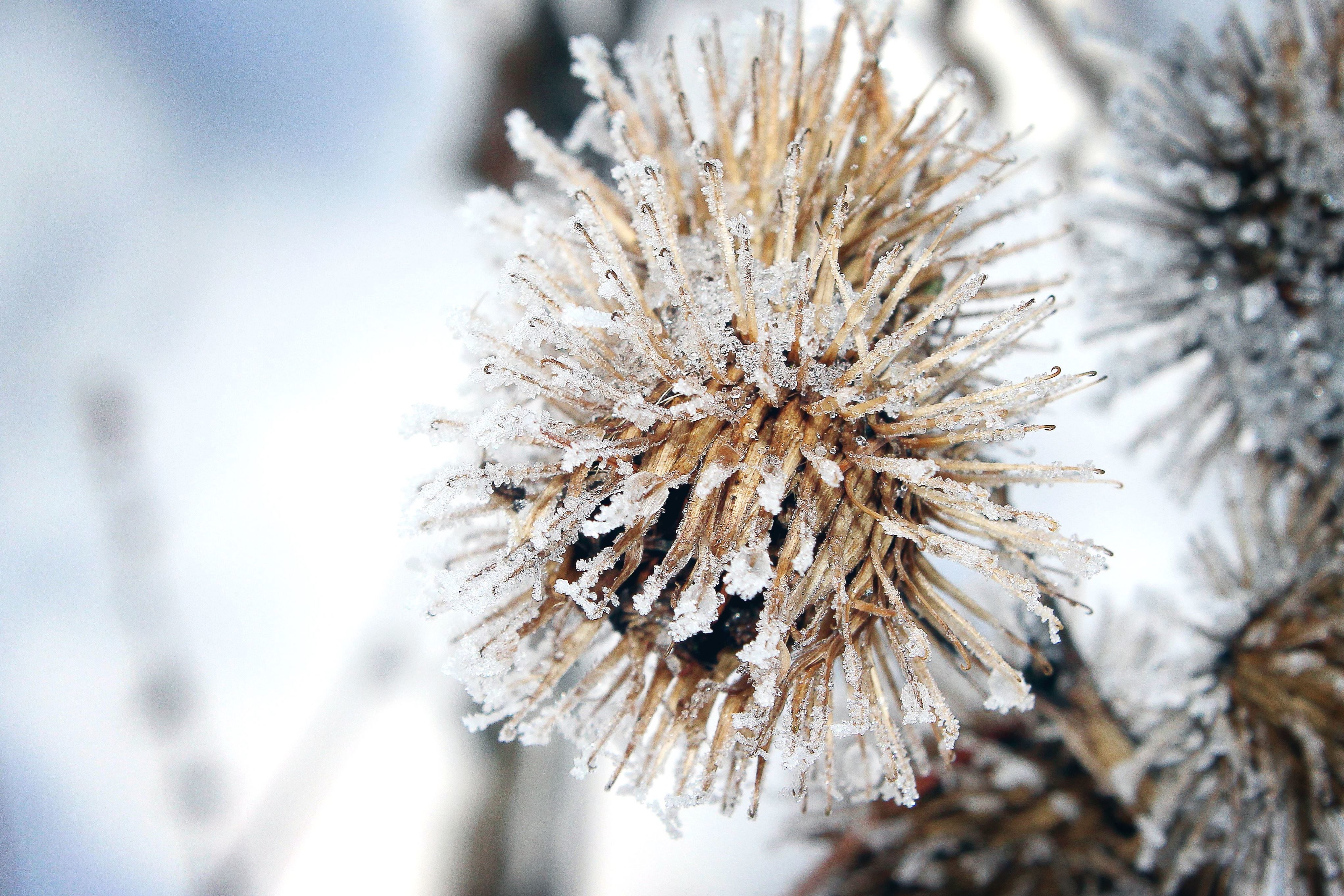 Imagine Gratuită Plante Zapada Iarna Flora Flori Ingheţ