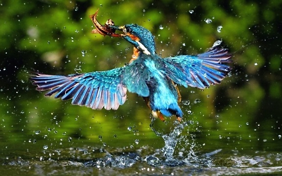 exotic, beautiful, bird, wings, colourful, feathers