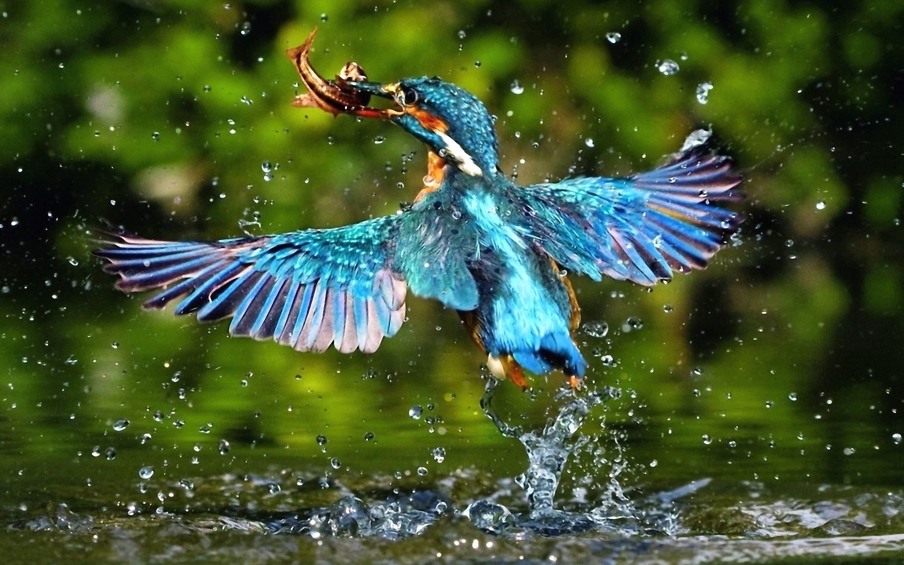 フリー写真画像 美しい エキゾチックな鳥 翼 カラフルな羽