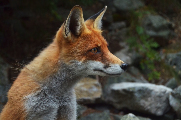 Fox predator, djurliv, djur, rovdjur, berg