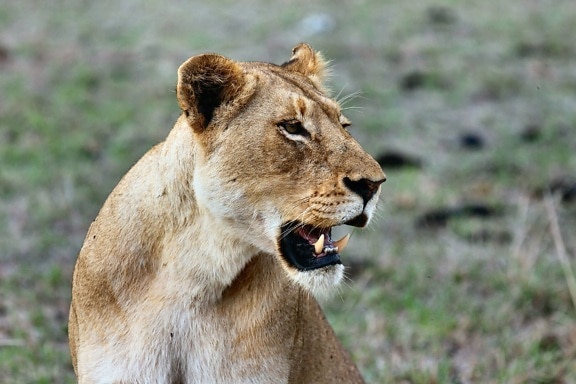 con mèo lớn, sư tử, động vật, hoang dã, Châu Phi, động vật ăn thịt