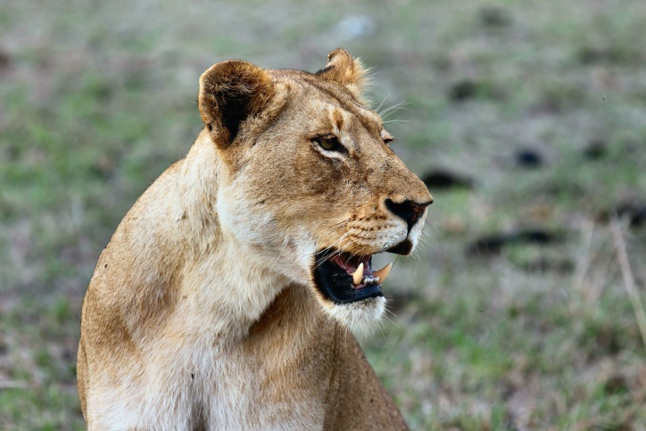 gato grande, león, animal, salvaje, África, depredador