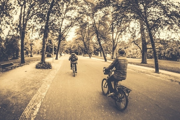 vej, gade, cykel, fritid, køretøj, hjul, skoven