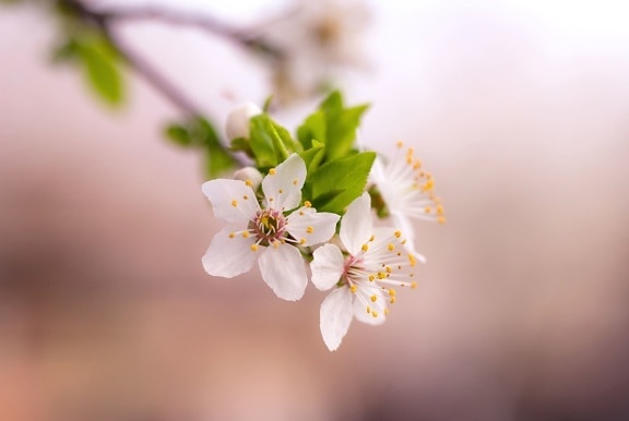 Blossom пелюстки навесні, дерево, флора, красивий, гілки