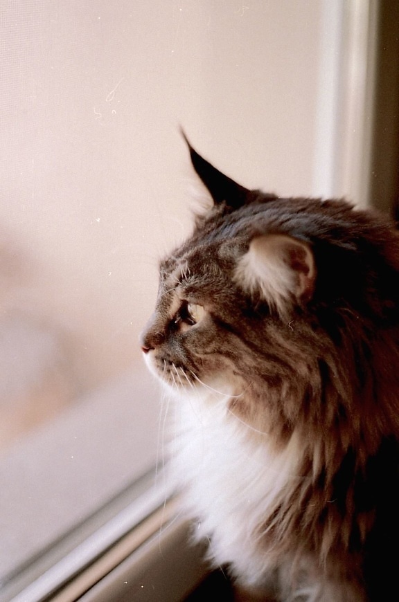 domestic cat, cat, glass, window, kitten