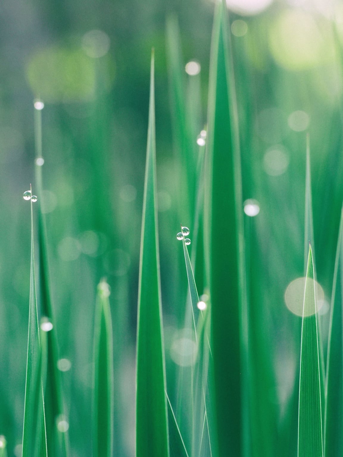 Imagen gratis hoja planta las gotas de lluvia agua rocío verde