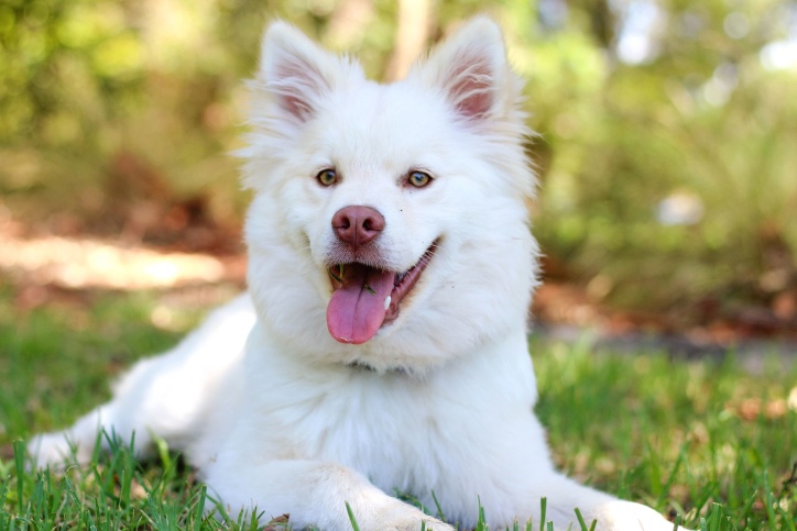 белая собака, глаза, лицо, мех, трава, счастливый, ПЭТ