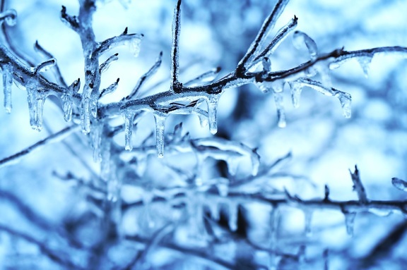 snow, ice crystal, tree, branches, cold, forest, frost, winter