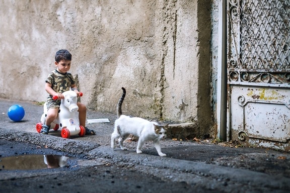 child, street, fun, kid, boy, cat, pavement