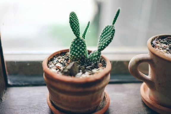 pianta di cactus, spina, esotico, fresco, crescente