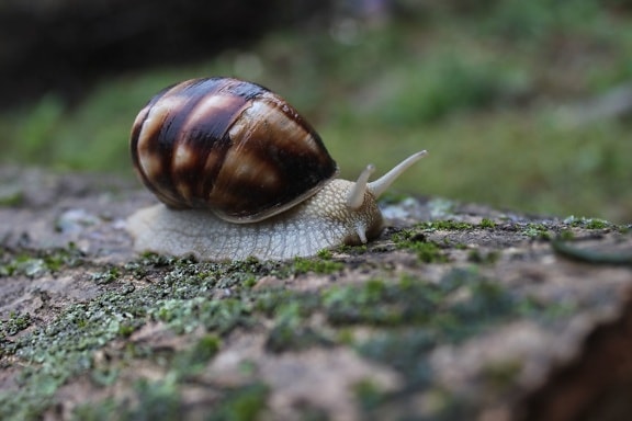 garden snail, mollusk, invertebrate, animal, fauna