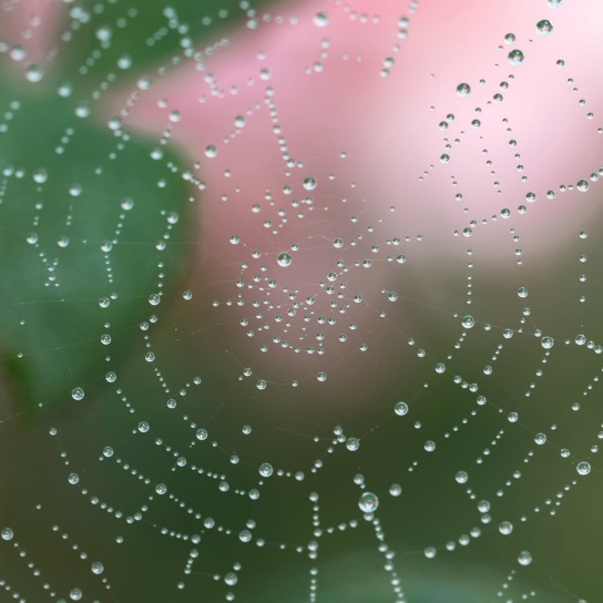 spider web, trap, water drops, dew, wet