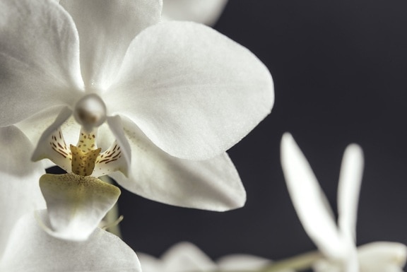 fleur d'orchidée, orchidée blanche, exotiques, pétales