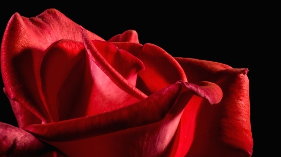 Blüte, Flora, rote Rose, Studio
